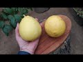 Лимон Пандероза (Citrus limon Panderosa)