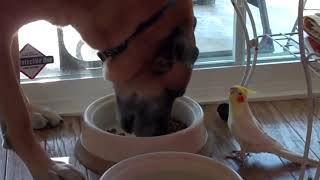 Bird Sings to Dog During Lunch  Meal Time!
