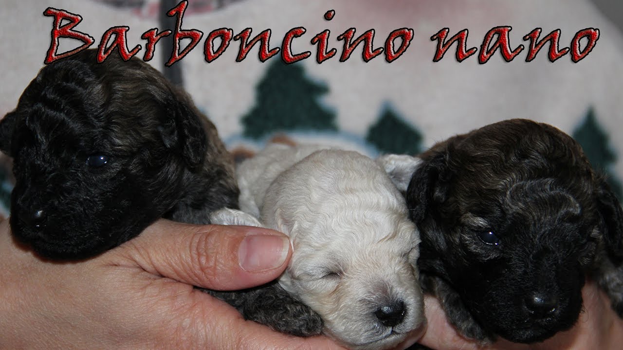 Cane Barboncino Nano Tre Cuccioli Appena Nati Youtube