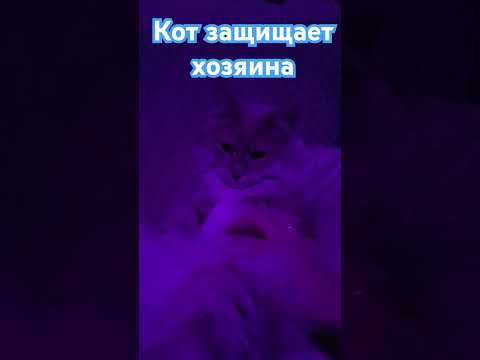 А у вас есть такой защитник😻😻😻 #кот #котик #кошка #youtubeshorts #веселыекоты