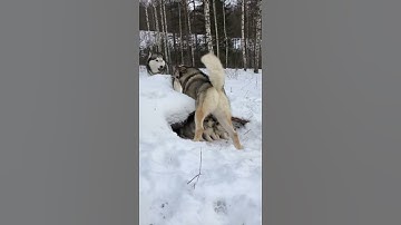 What Drives a Husky Mother to Defend Its Puppies Against a Wolf?