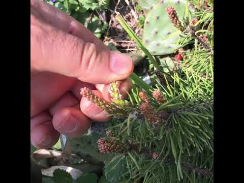 Video: Mugo Pine Pruning - Học Cách Tỉa Cây Thông Mugo