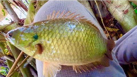 Câu cá rô đồng, Ra Sông Lớn / Ngày LẬP ĐÔNG /Cá Mập Ú Giật Cong Cần