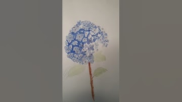 #hydrangea #easy flower drawing