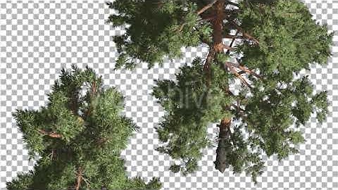 Two Trees Scots Pines Coniferous Evergreen Tree | Motion Graphics - Envato elements