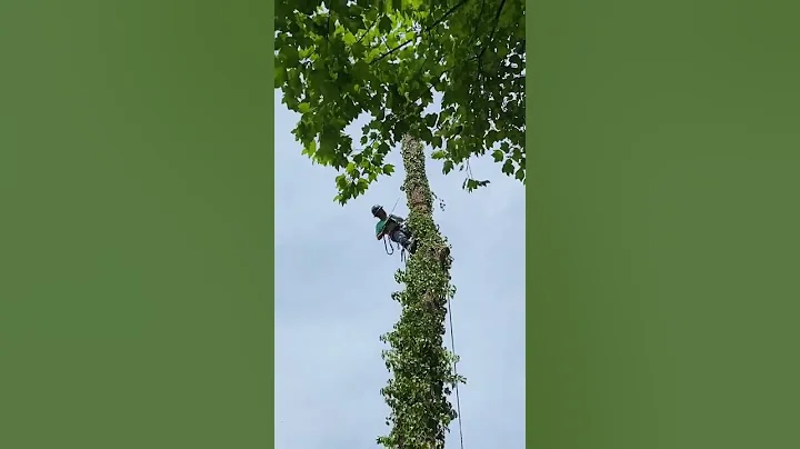 Removing a big tree REMOVIENDO UN ÁRBOL tree service in Atlanta Georgia