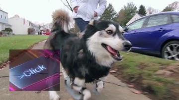 Dog with 3D printed legs