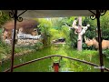 Africa Cruise - Jungle Cruise Knockoff Ride | Better than Disneyland's Jungle Cruise?
