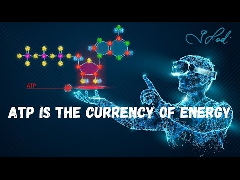 Video: Waarom wordt ATP gebruikt als energievaluta?