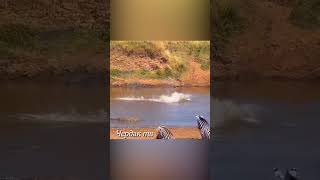 Зебра Рискнула Переплыть Через Водоём С Крокодилами.
