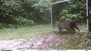 In Front Of A Giant Mirror A Leopard In Heat Tries To Seduce Her Reflection Over 4 Days