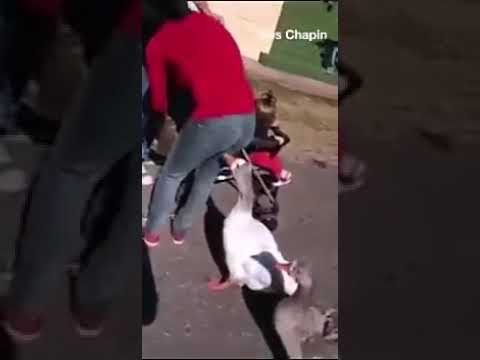 شوف الوز عمل ايه هتموت من الضحك