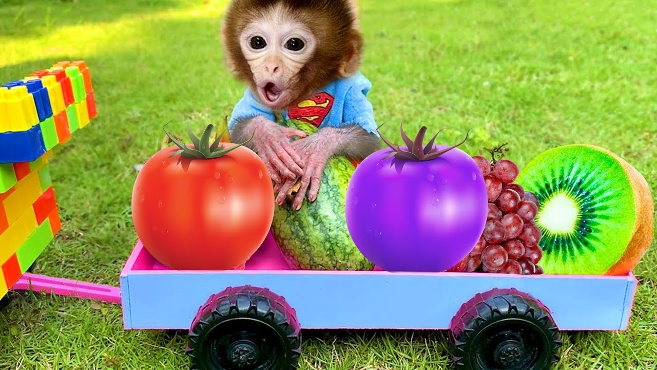 Baby monkey Bibo and puppy harvest fruit in the farm And have lunch