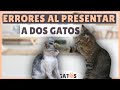 6 ERRORES a la hora de PRESENTAR A DOS GATOS