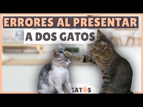 Vídeo: Com Presentar Un Gos A Un Gat