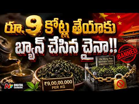 రూ. 9 కోట్లు..! ప్రపంచంలోనే అత్యంత ఖరీదైన తేయాకుపై చైనా బ్యాన్.. అసలు కారణం ఇదే! | CHINA | NTV - NTVTELUGU