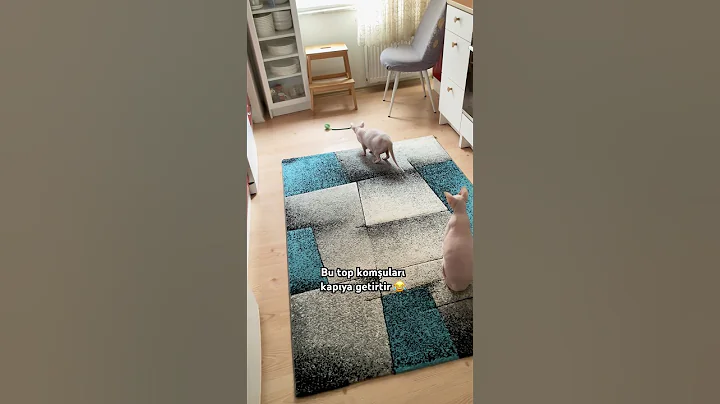 Video 7463901: sphynx cats catlovers, catlife sphynx, sphynx catlover cute