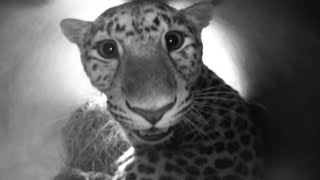 Newborn Amur Leopards | Nature's Miracle Babies | BBC Earth