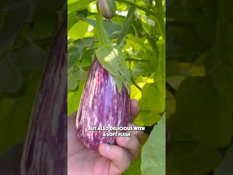 Video: Auberginetyper för trädgårdar - Vilka är några bra sorter av aubergine