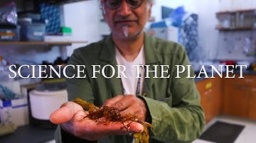 Science for the Planet: Sinking Seaweed for Sequestration