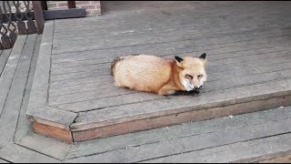 Alice the fox. The fox does not allow dogs to do business on her property.