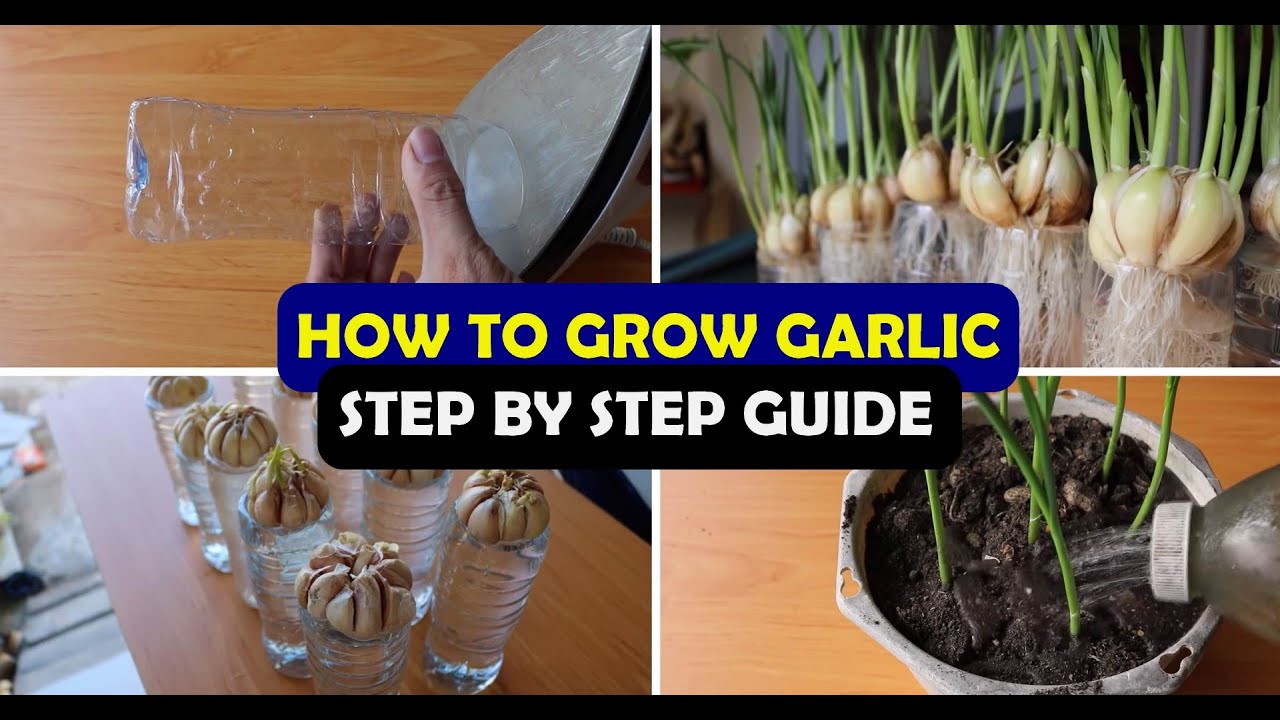 How To Grow Garlic From Cloves At Home A Complete Step By Step Guide 
