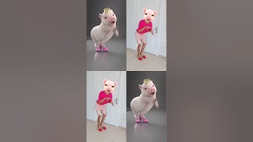 Con heo Đất - Con lợn biết nhảy - Con Heo Đi Hài Đỏ - Con Heo Tiktok