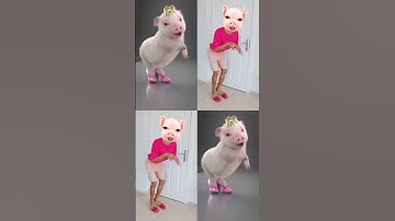 Con heo Đất - Con lợn biết nhảy - Con Heo Đi Hài Đỏ - Con Heo Tiktok