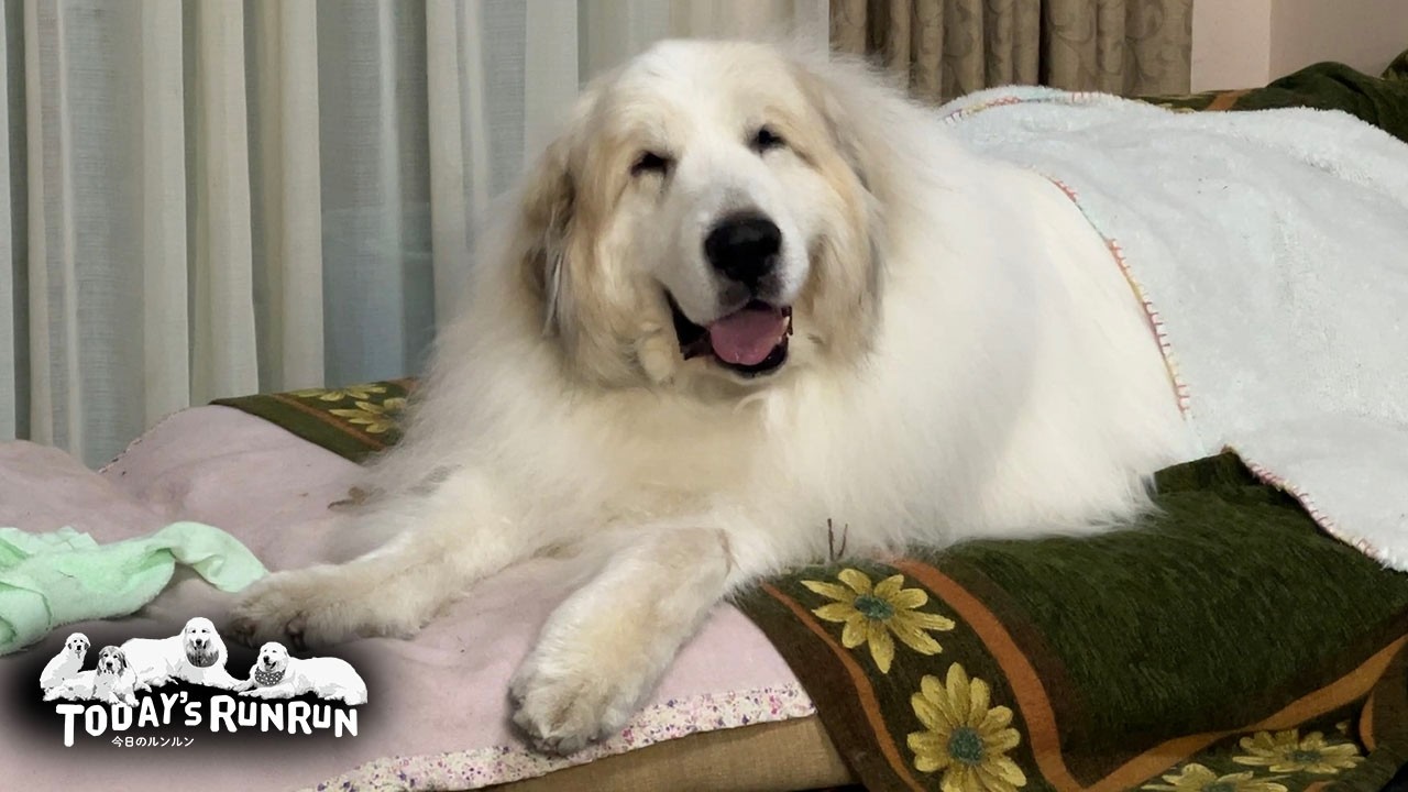 フィリピン アイランドバービー & バーガンディーベルベットドレス　レア Alan is all smiles after a trip to the groomer! Great Pyrenees