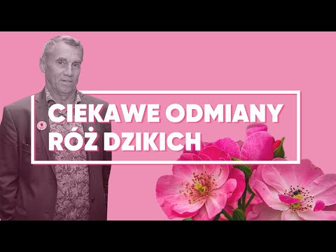 Wideo: Dzika Róża: Gatunki I Odmiany