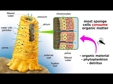 Video: Wat zijn amoeboïde cellen in sponzen?