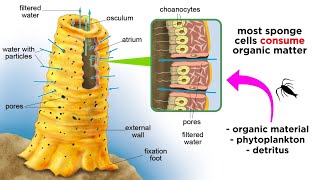 Phylum Porifera: Sponges