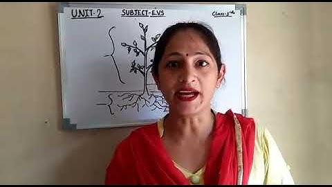 Class 3 EVS Revision Unit 2 teacher video 1