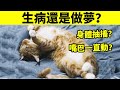 貓睡著時身體抽搐，是生病還是做夢？貓真的會做夢嗎?