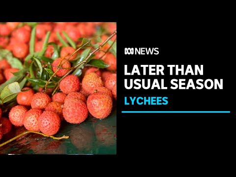 Lychee lovers will be able to enjoy fresh fruit for longer this summer | abc news