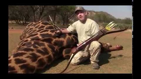 Giraffe with a bow and arrow - GrizzlyStik Arrows and Broadheads