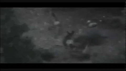 Utah Archery Deer 2012