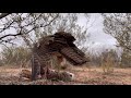 Red tailed hawk eats rabbit.