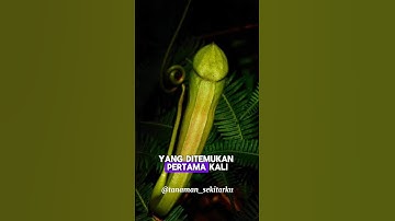 Tumbuhan langka dan hampir punah dari kalimantan | kantong semar.