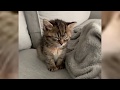 Funny And Cute Cats - Funniest Cats Compilation 2019