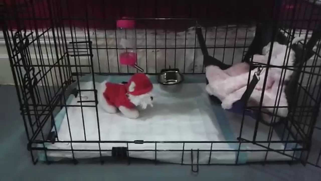 setting up a puppy pen