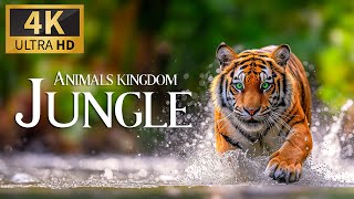 Animals Kingdom Jungle 4K 🐾 Discovery Relaxation Film With Soothing Relaxing Piano Music