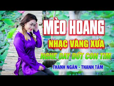 Lời Bài Hát Mèo Hoang - Định Mệnh, Mèo Hoang... LK 650 Bài Rumba Nhạc Vàng Xưa Xao Xuyến Con Tim - Thanh Ngân Thanh Tâm