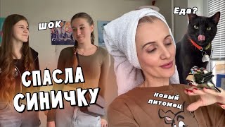 Спасение птенца синички. Снег в шоке. Тера боится. Кира ушла из дома.