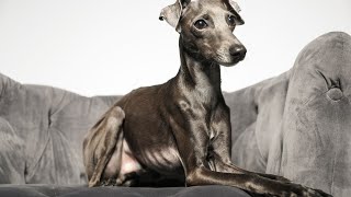 Italian Greyhound Agility Training: Basics for Beginners