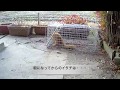 小動物捕獲中にイタチが・・・　イタチの捕獲