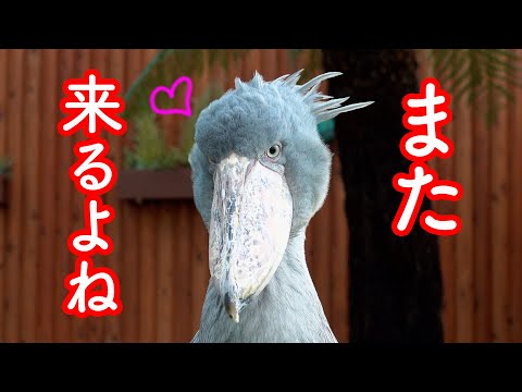 ハシビロコウ 「おでぶちゃん」&「だら〜ん」 大好きな飼育員さんが去った後のハシビロコウふたばちゃん!【夏