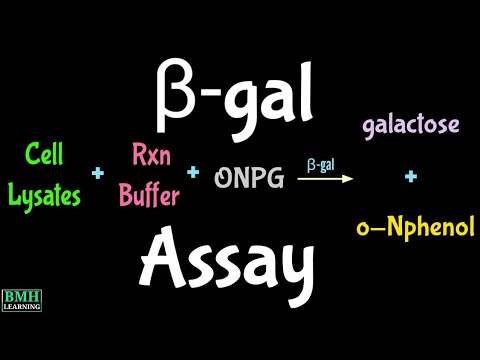 ভিডিও: বিটা গ্যালাকটোসিডেস কি একটি গঠনমূলক এনজাইম?