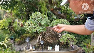 30 years old ficus nana on the rock bonsai