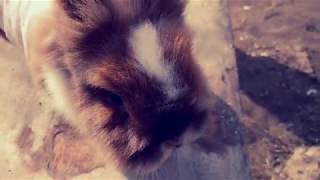 Макс Барских — Моя любовь Кролики